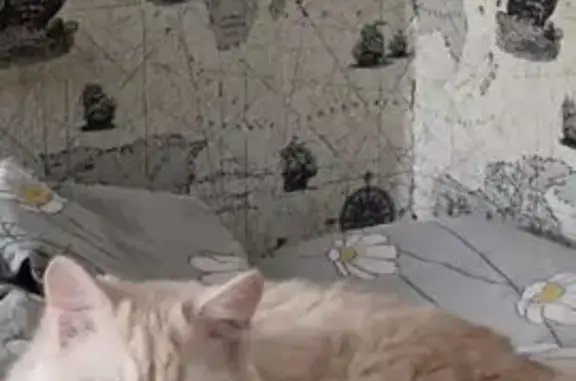 Пропал кот, Аскизская улица, 154, Абакан - белый опал, пушистый хвост - photo