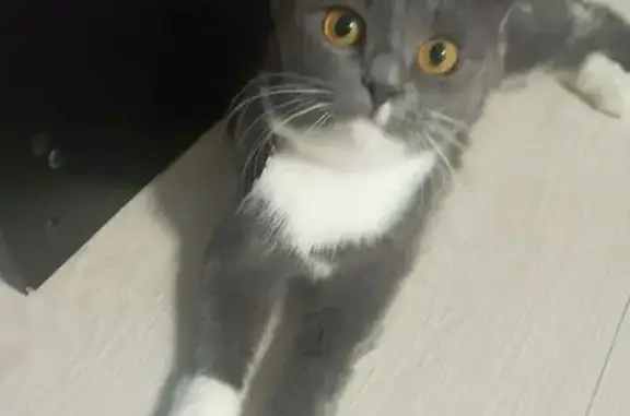 Пропала кошка, Зелёная улица, 17, Гурьевск - серая с белым, шотландка - photo