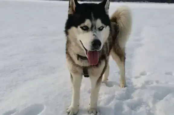 Пропал собака, 46Н-09293, Рылеево - осторожный и не агрессивный - photo