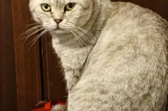 Пропала кошка, улица Никитина, Калуга - шотландская порода, агрессивная - photo