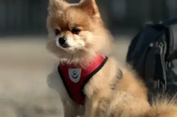 Пропала собака, улица Партизана Железняка, Калининград - рыжая, чипированная - photo