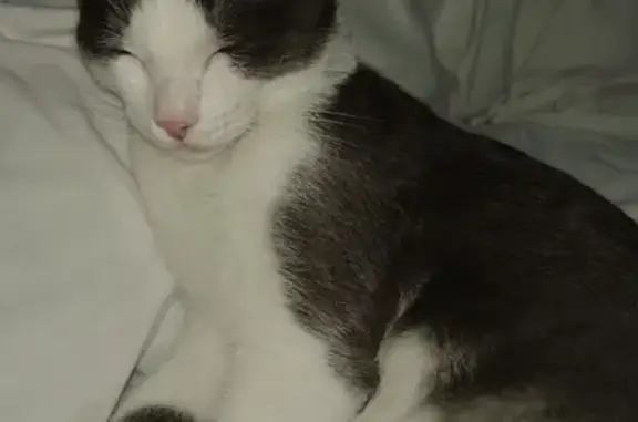 Пропал кот, улица Сабит, 15, Казань - серо-белый с серыми пятнами - photo