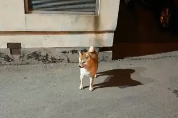 Объявления о пропавших и найденных животных, Краснодар, фото: Найдена собака, улица Карасунская Набережная, 83/2, Краснодар - девочка сиба ину