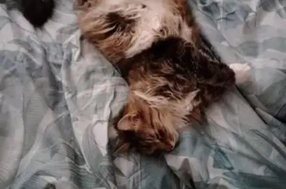 Пропал кот, улица Коммуны, Санкт-Петербург - похож на сибирского - photo