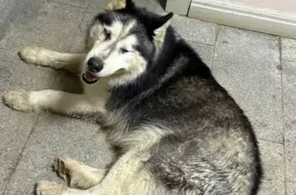 Найденные животные Дзержинский, фото: Найден собака, мужской, Угрешская улица, 32, Дзержинский - хаски с разными глазами