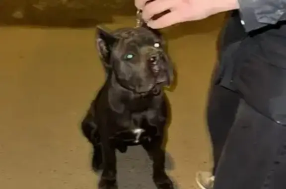 Объявления о пропавших и найденных животных, Краснодар, фото: Найден собака, улица Тюляева, Краснодар - черный Канэ Корсо