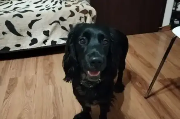 Найденные животные Домодедово, фото: Найдена собака, девочка, Домодедово, Московская область - спаниель в черном ошейнике