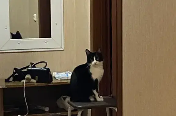 Потерянные животные Старый Оскол, фото: Пропала кошка, 17, Старый Оскол