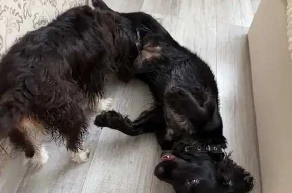 Найденные животные Домодедово, фото: Найдена собака, Южнодомодедовская улица, 11, Домодедово - девочка, знает команды