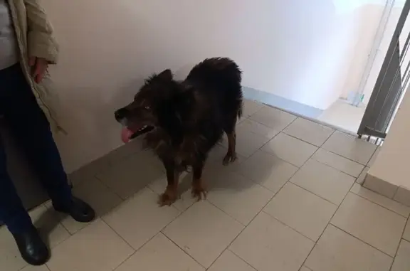 Найдена собака, Нижний Новгород, фото: Найдена собака, улица Янки Купалы, 28 к1, Нижний Новгород - с ошейником