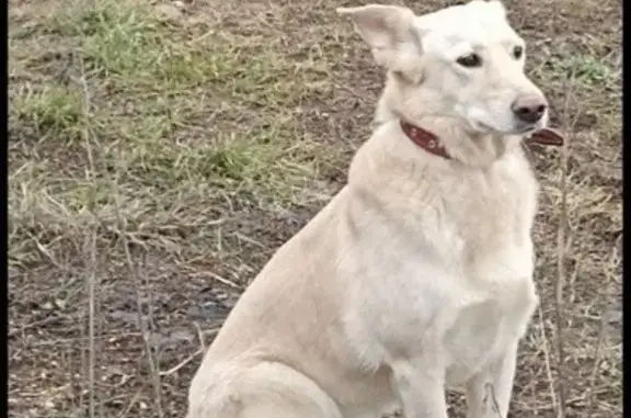 Пропала собака, бульвар Любы Новосёловой, Одинцово - photo