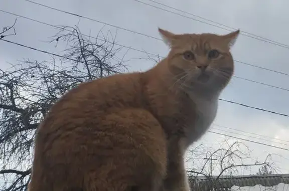 Пропала кошка, улица Чаплина, 35, городской округ Смоленск - photo