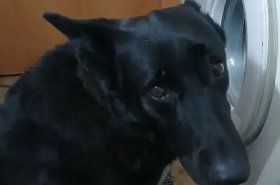 Пропала собака, Краснокамская улица, 3, Казань - добродушная и пугливая - photo