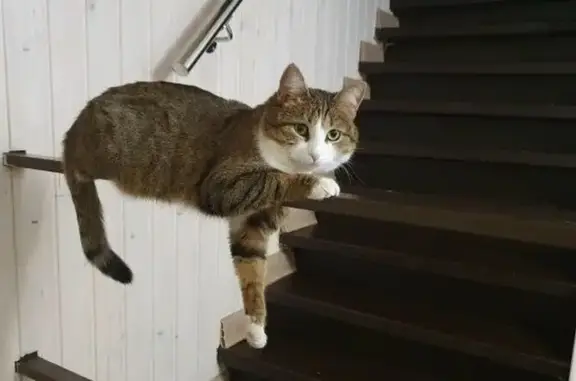 Пропала кошка, улица Володарского, Касимов - стерилизованная с красным ошейником - photo