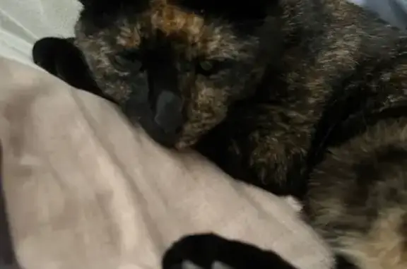 Пропала кошка, улица Ченцова, 77, Ростов-на-Дону - черно-рыжая с красным ошейником - photo