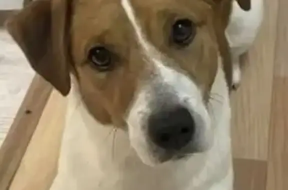 Найденные животные Ростов-на-Дону, фото: Найден собака, улица Максима Горького, 285, Ростов-на-Дону - белая с коричневыми пятнами