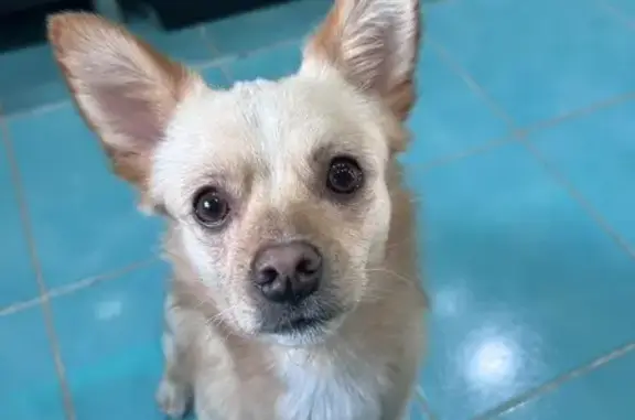 Пропал собака, улица Видова, 182, Новороссийск - персиковый окрас и черный ошейник - photo