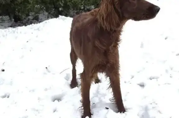 Потерянные животные Бабаево, фото: Пропала собака, Бабаево, Псковская область - ирландский сеттер, девочка