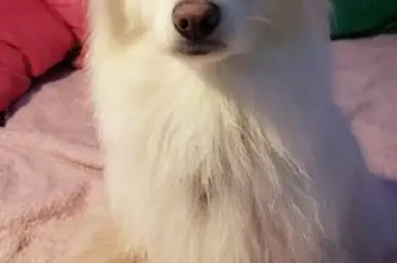 Пропала собака, улица Молодцова, Москва - немецкий шпиц, белый окрас - photo