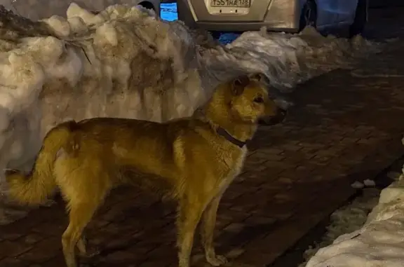 Найденные животные Одинцово, фото: Найден собака, мужской, улица Маковского, 20, Одинцово