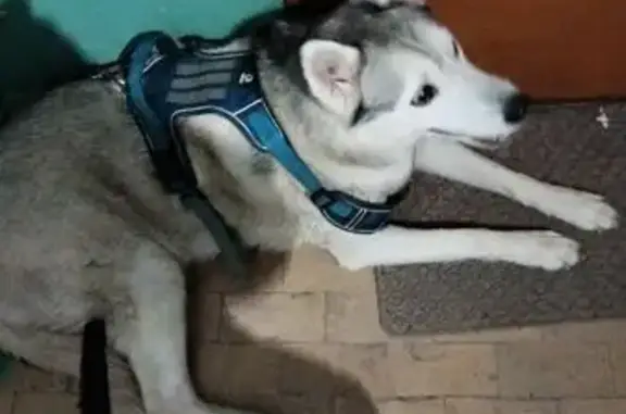 Объявления о пропавших и найденных животных, Волгоград, фото: Пропала собака, женский пол, улица Ткачёва, Волгоград - синяя шлейка