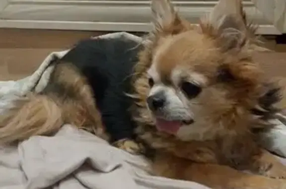 Найденные животные Вологда, фото: Найден собака, улица Горького, 105А, Вологда - прихрамывает на левую заднюю лапу