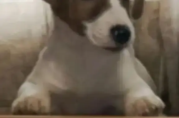 Пропал собака, улица Красных Зорь, 105, Ростов-на-Дону - Джек Рассел, кличка Честер - photo