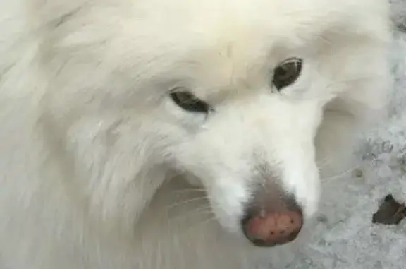 Пропала собака самоед, улица Папанина, Красногорск - photo