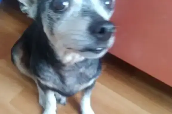 Объявления о пропавших и найденных животных, Новокузнецк, фото: Найдена собака, женский пол, улица Орджоникидзе, 40, Новокузнецк - похожа на пинчера