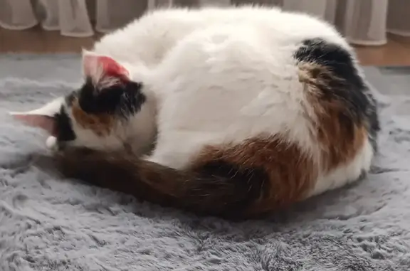 Потерянные животные Махачкала, фото: Пропала кошка, 1-я Ветеранская улица, 36, Махачкала - трёхцветная с ошейником