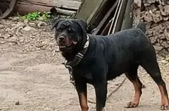 Пропала собака, улица Шевченко, 4, Иркутск - девочка 5 лет, без хвоста - photo