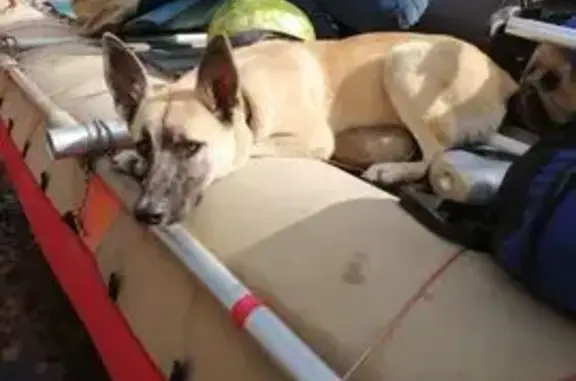 Потерянные животные Смоленка, фото: Пропала собака, «Амур», Смоленка - рыжая с черной мордой и шрамом на животе