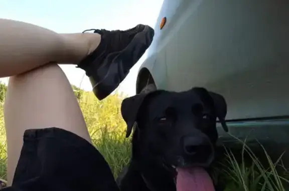 Объявления о пропавших и найденных животных, Новочебоксарск, фото: Пропала собака, женский пол, улица Строителей, 33А, Новочебоксарск