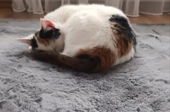 Потерянные животные Махачкала, фото: Пропала кошка, 1-я Ветеранская улица, 36, Махачкала - трёхцветная с розовым ошейником