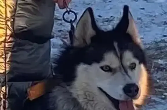 Пропал собака, 4-я Линейная улица, 48, Красноярск - чёрно-белый хаски - photo