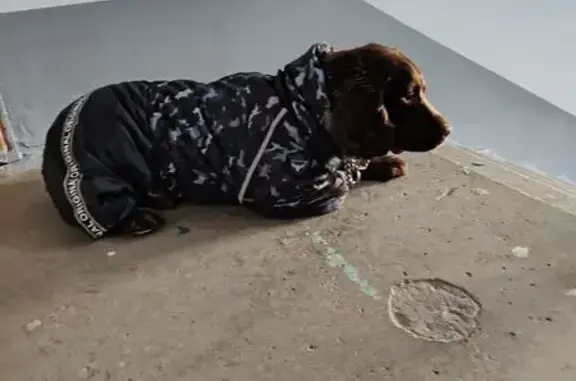 Найденные животные Челябинск, фото: Найдена собака, улица Братьев Кашириных, 105, Челябинск - сидит у подъезда