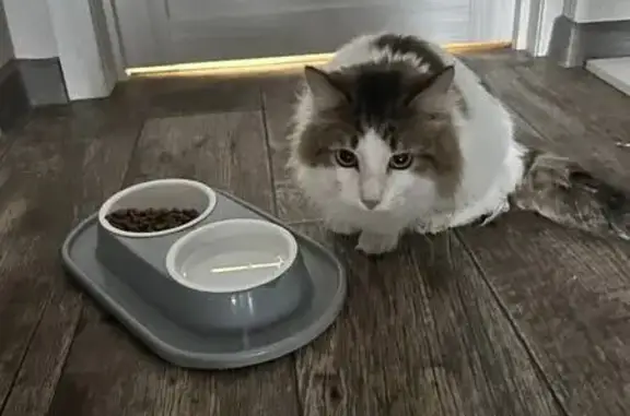 Найдена кошка, Новосибирск, фото: Найден кот, улица Есенина, Новосибирск - ласковый и доверчивый