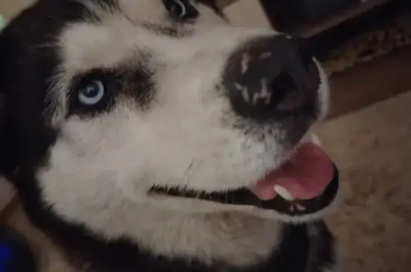 Пропала собака, Правотомская улица, 12, Кемерово - черно-серо-белый окрас, голубые глаза - photo