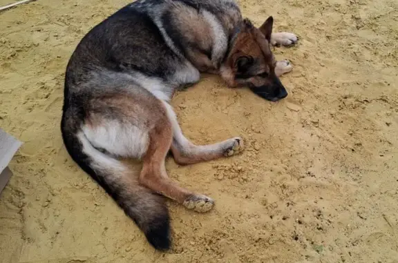 Пропала собака, Ратмирово, Московская область - немецкая овчарка, 9 лет - photo