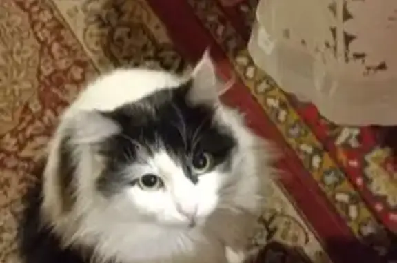 Пропал кот, улица Ново-Сафронова, Таганрог - черно-белый, шрам на ухе - photo