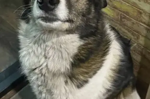 Собаки потеряшки, Нерчинск, фото: Потеряшка собака, мужской, Сретенская улица, Нерчинск - может запрыгнуть в машину