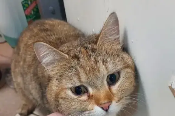 Найдена кошка, Санкт-Петербург, фото: Найдена кошка, 1-я Никитинская улица, 10 литА, Санкт-Петербург - с серым ошейником