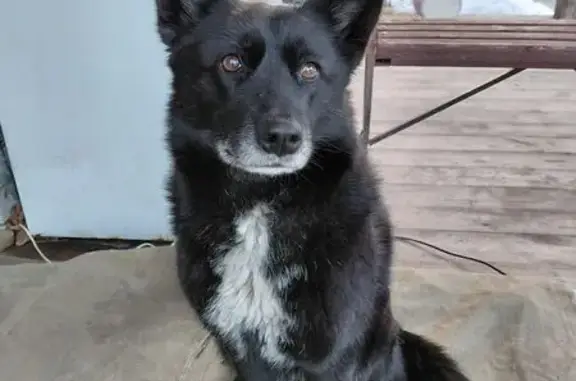 Найдена собака, Сельцо, фото: Найдена собака, девочка, Сенной переулок, 23, Сельцо