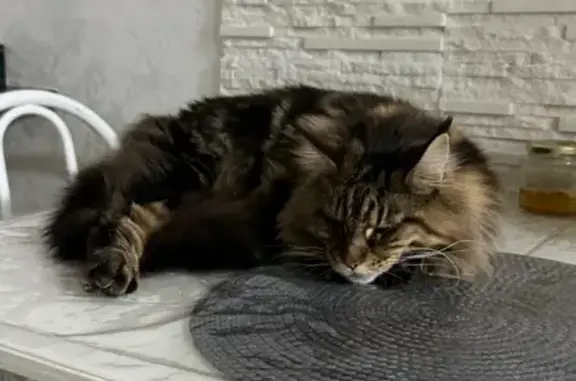 Пропала кошка, Берёзовый, Краснодарский край - пушистая, окрас табби - photo