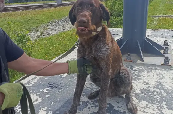 Пропал собака, мужской, улица Антона Петрова, 154, Барнаул - в ошейнике, чипирован - photo