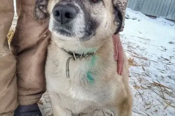 Пропала собака, женский пол, Ковров, Владимирская область - ласковая, пугливая - photo