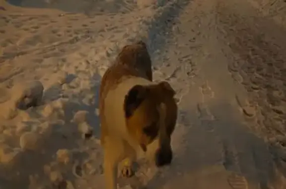 Объявления о пропавших и найденных животных, Барнаул, фото: Найден собака, мужской, улица Юрина, 241А, Барнаул