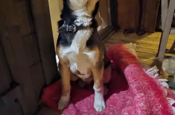 Найдена собака, Красная Поляна, фото: Найден собака, мужской, улица Защитников Кавказа, 65Е, Красная Поляна