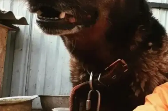 Потерянные животные Бийск, фото: Пропала собака, Онежская улица, 28, Бийск - черный окрас, 15 лет