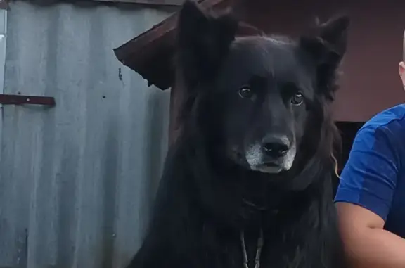 Пропал собака, Зеленодольская улица, Нижний Новгород - чёрный с белой мордой - photo